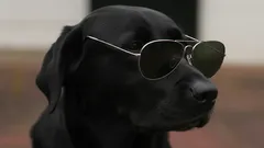 5 hravých testů, díky kterým zjistíte, jak je váš pes bystrý