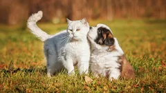 Jak odnaučit psa honit kočky: rady pro klidné procházky