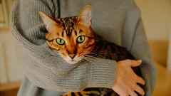 Jak porozumět řeči koček?