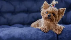 Tipy na výcvik malých plemen: Základy poslušnosti pro šťastného psa