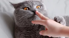 Jak omluvit kočku a poznat, že vám skutečně odpustila