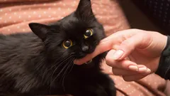 Proč kočka kouše při hlazení a jak na to správně reagovat