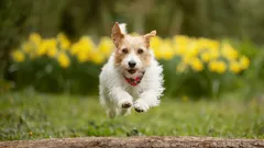 Proč psi utíkají a jak jim v tom účinně zabránit