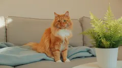 Proč kočka močí na postel: nejčastější příčiny a efektivní řešení