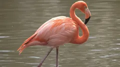 Z čeho získávají plameňáci barvu a čím se živí